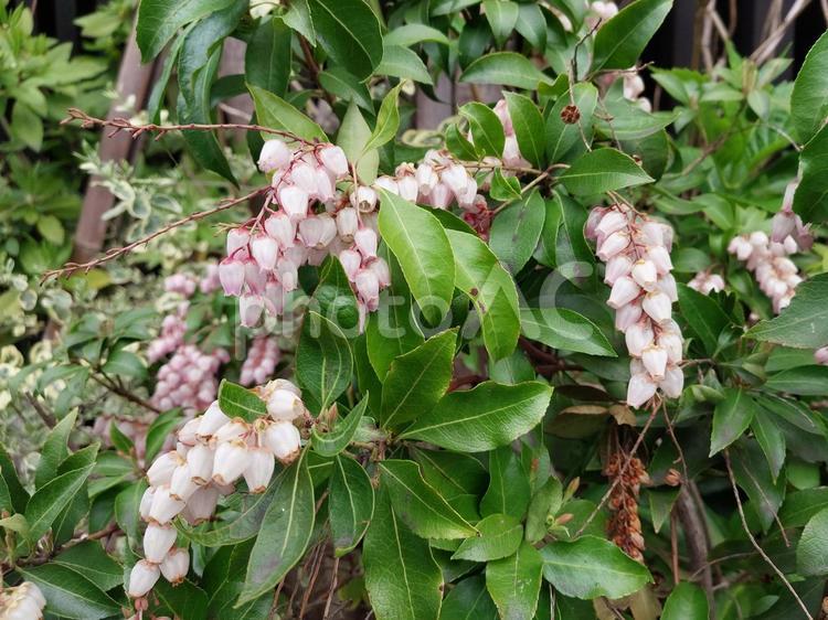 白とピンクのアセビの花 アセビ,馬酔木,植物の写真素材