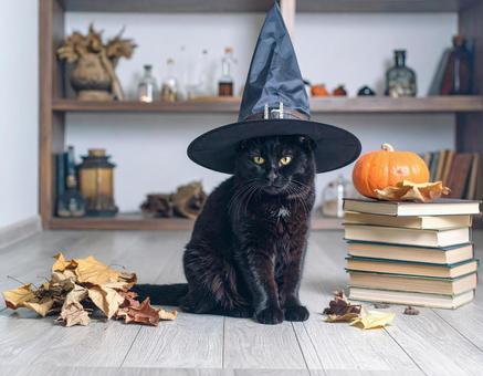 魔女の猫 魔女の猫の写真