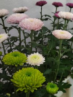 菊 菊の写真
