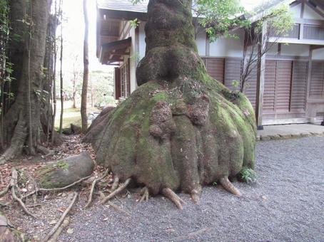 伊雑宮のクスノキ 伊雑宮のクスノキの写真