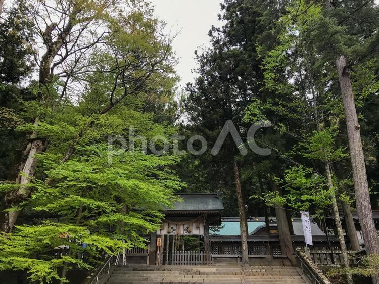 諏訪大社　上社本宮　 諏訪大社,上社本宮,上社の写真素材