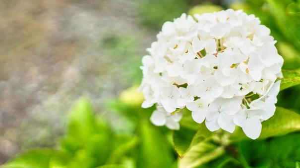 一眼レフで撮影した白い紫陽花 一眼レフで撮影した白い紫陽花の写真