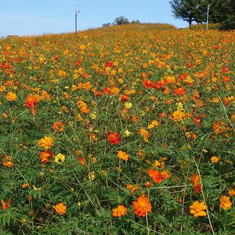 コスモス畑 コスモス,花,秋の写真素材