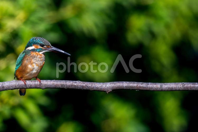 枝にとまるカワセミ・コピースペース カワセミ,野鳥,鳥の写真素材