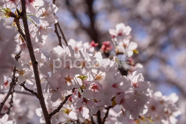満開の桜 満開,春,桜の写真素材