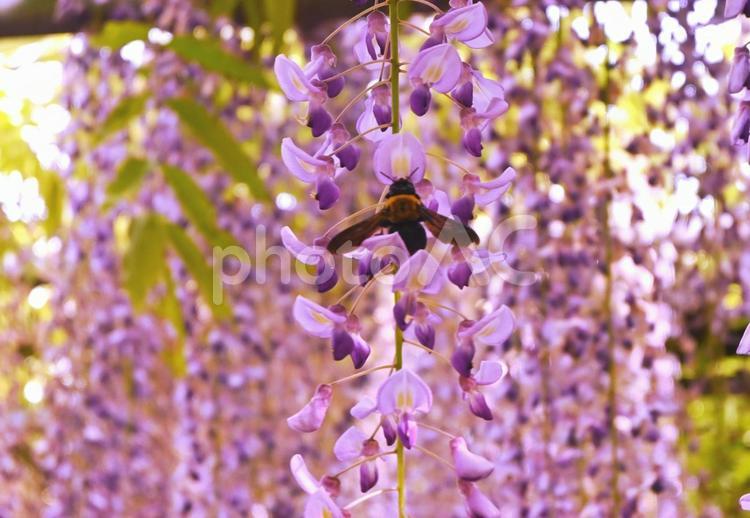 藤の花とクマバチ クマバチ,藤,花の写真素材