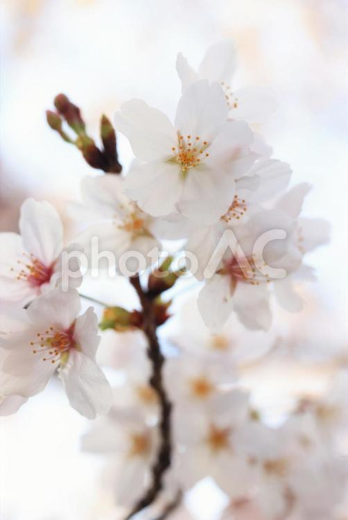 さくら　桜 桜,さくら,サクラの写真素材