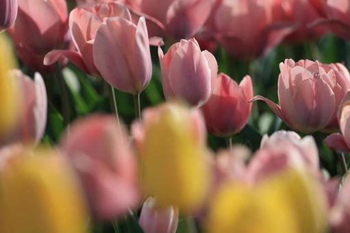チューリップ チューリップ チューリップ,花,花びらの写真素材
