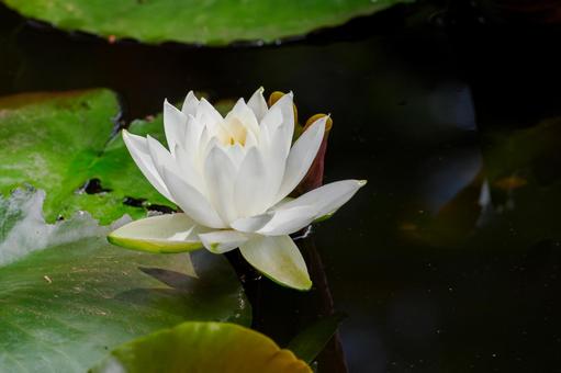 Water Lily (64), JPG