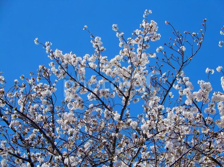 青空に映える桜の花（ソメイヨシノ） 桜,サクラ,さくらの写真素材