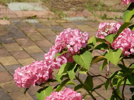 [Flower photo] Hydrangea flower, JPG
