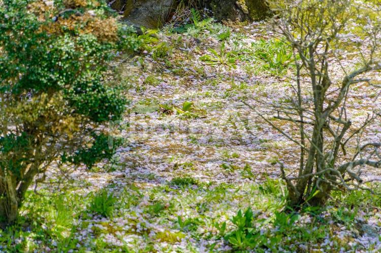 桜の花びらが舞い散る春の庭 桜,花びら,春の写真素材