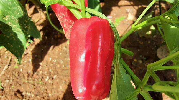赤く熟した畑のピーマン・3 赤く熟した畑のピーマン・3 ピーマン,野菜,食べ物の写真素材