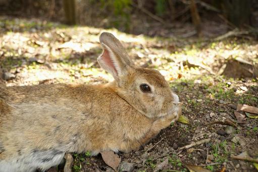 広島県大久野島の茶色いウサギ5 うさぎ,兎,卯の写真素材