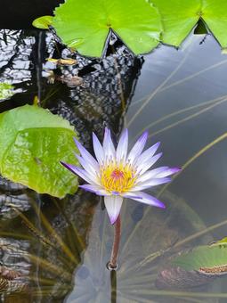 Water lilies, JPG