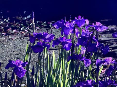 夜の堀切菖蒲園 ライトアップされる花菖蒲 夜の堀切菖蒲園 ライトアップされる花菖蒲 堀切菖蒲園,5月,菖蒲の写真素材