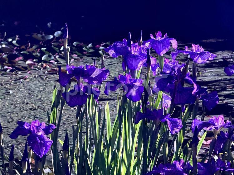 夜の堀切菖蒲園　ライトアップされる花菖蒲 堀切菖蒲園,5月,菖蒲の写真素材