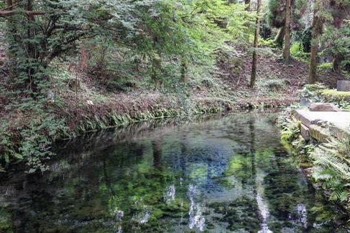 白川水源 湧水,白川,白川水源の写真素材