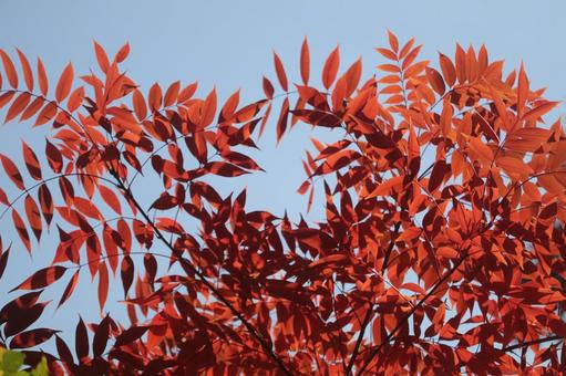 赤と青 紅葉,秋,赤色の写真素材