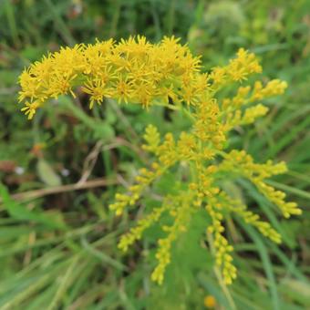 セイタカアワダチソウ（背高泡立草） セイタカアワダチソウ,背高泡立草,花の写真素材