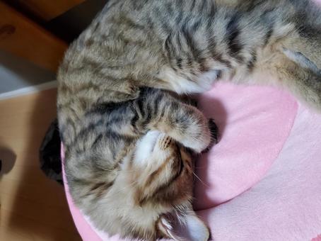 恥ずかしい 恥ずかしいの写真