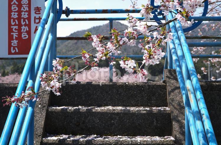 散り染めの桜堤 桜,桜堤,花弁の写真素材
