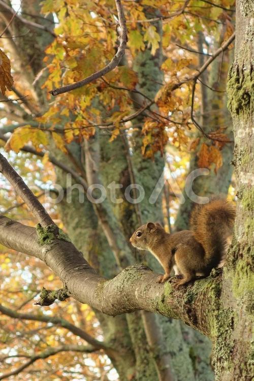 リスと秋の風景 10月,11月,たての写真素材