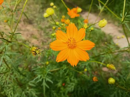 キバナコスモス キバナコスモス,コスモス,黄花秋桜の写真素材