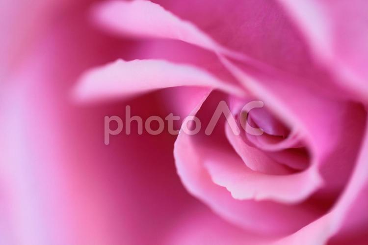 花の女王 No 写真素材なら 写真ac 無料 フリー ダウンロードok