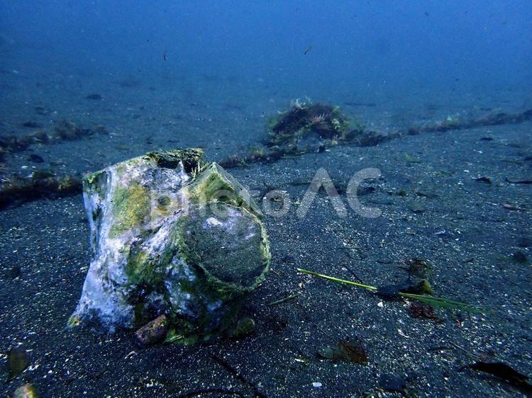 海の中の切り株 切り株,流木,海の底の写真素材