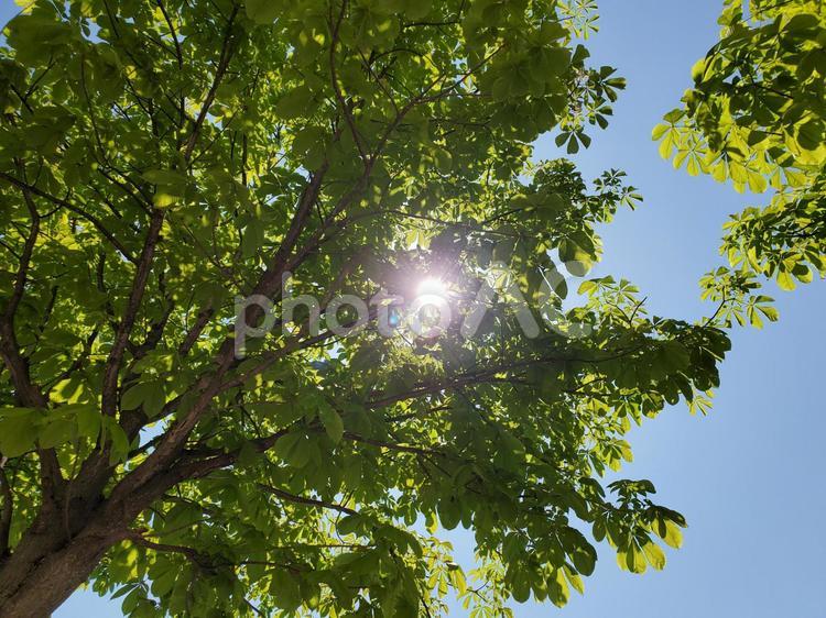 太陽と樹木 樹木,太陽,陽光の写真素材