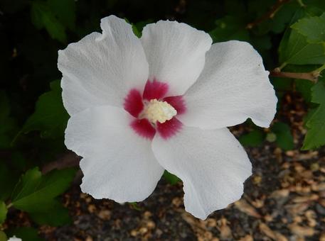 [Flower photo] White Rose of Sharon, JPG
