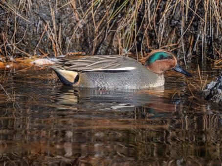 A duck swimming in a pond, JPG