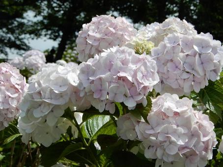 紫陽花1 紫陽花1 紫陽花,あじさい,6月の写真素材