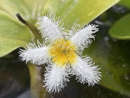 正面から見たガガブタの花 正面から見たガガブタの花 ガガブタ,水生植物,水草の写真素材