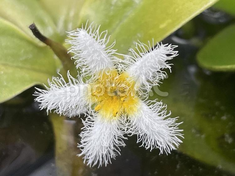 正面から見たガガブタの花 ガガブタ,水生植物,水草の写真素材