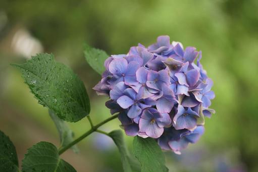 紫陽花 紫陽花の写真