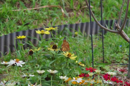 花にとまるツマグロヒョウモン 花にとまるツマグロヒョウモン ツマグロヒョウモン,蝶々,チョウの写真素材