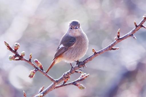 桜のつぼみと枝にとまるジョウビタキの雌 鳥,ジョウビタキ,自然の写真素材