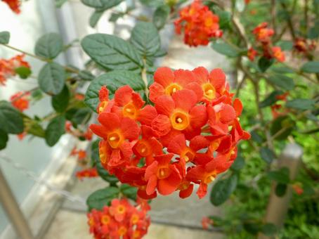 大船フラワーセンター温室のベニマツリ ベニマツリ,花,植物の写真素材