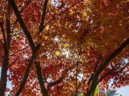 陽を受けて燃ゆる秋の彩り 陽を受けて燃ゆる秋の彩り 紅葉,もみじ,秋の写真素材
