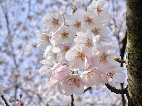 桜① 桜① 桜,サクラ,春の写真素材