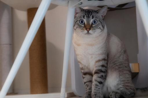 椅子下に座る青い目の猫 椅子下に座る青い目の猫 猫,青い目,タビーの写真素材
