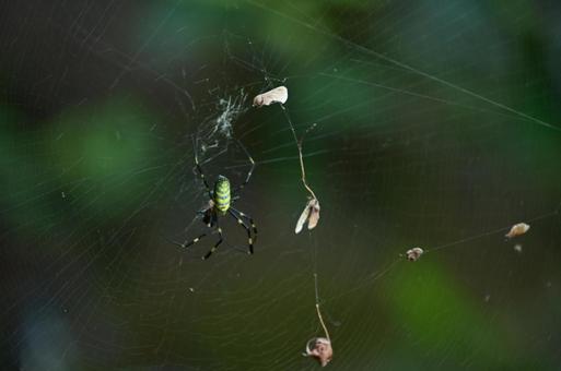 蜘蛛の巣と蜘蛛 蜘蛛,ジョウログモ,昆虫の写真素材