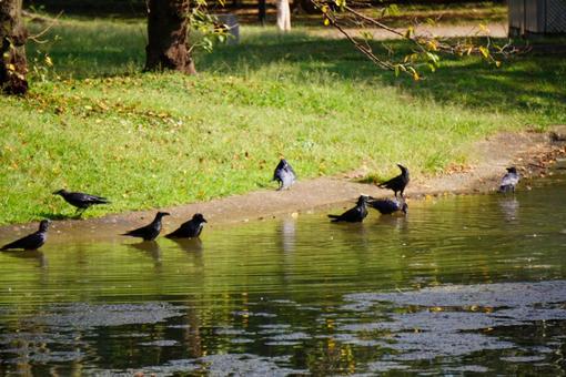 水辺のカラス 水辺のカラスの写真