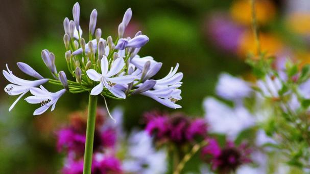 Photo, agapanthus, murasaki kunsiran, red purple, 