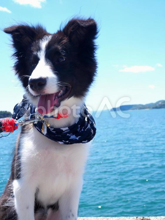 海とボーダーコリーの子犬 ボーダーコリー,海,パピーの写真素材