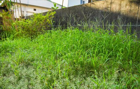 庭を覆う雑草のイメージ 雑草,草むしり,放置の写真素材