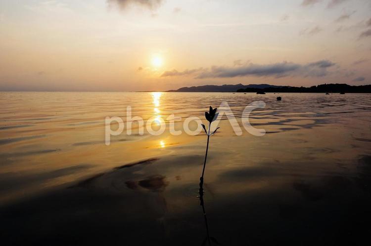 マングローブの若木と夕日 マングローブ,若木,海の写真素材