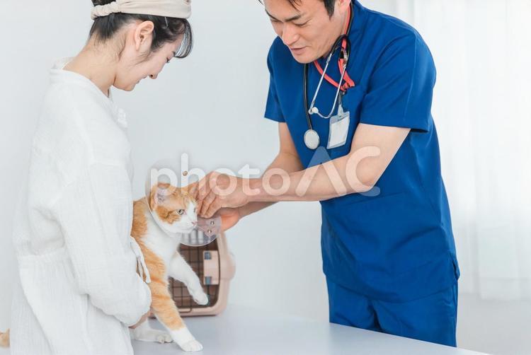 動物病院で獣医師に診察を受ける猫と女性 獣医,獣医師,猫の写真素材